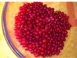 Redcurrants