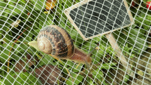 1 Picture 1 Word Snail & Strawberry