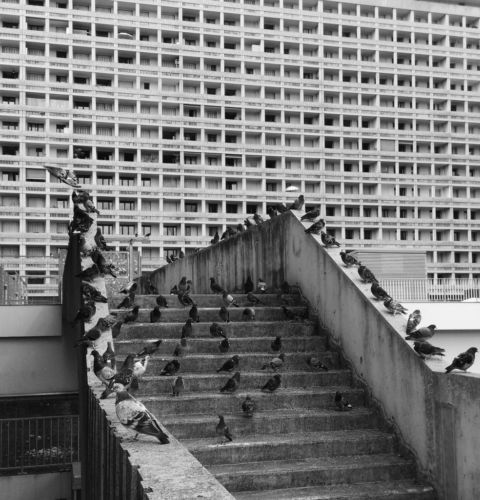 The Birds