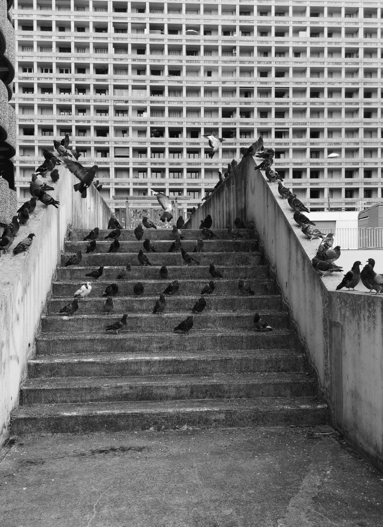 The Birds