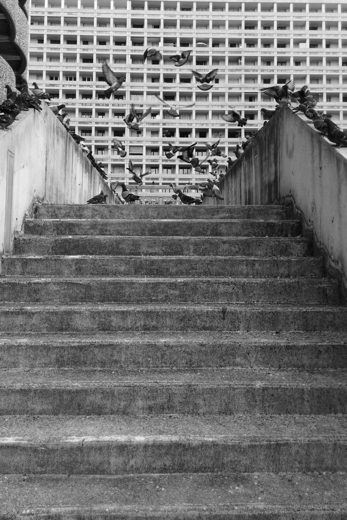 The Birds