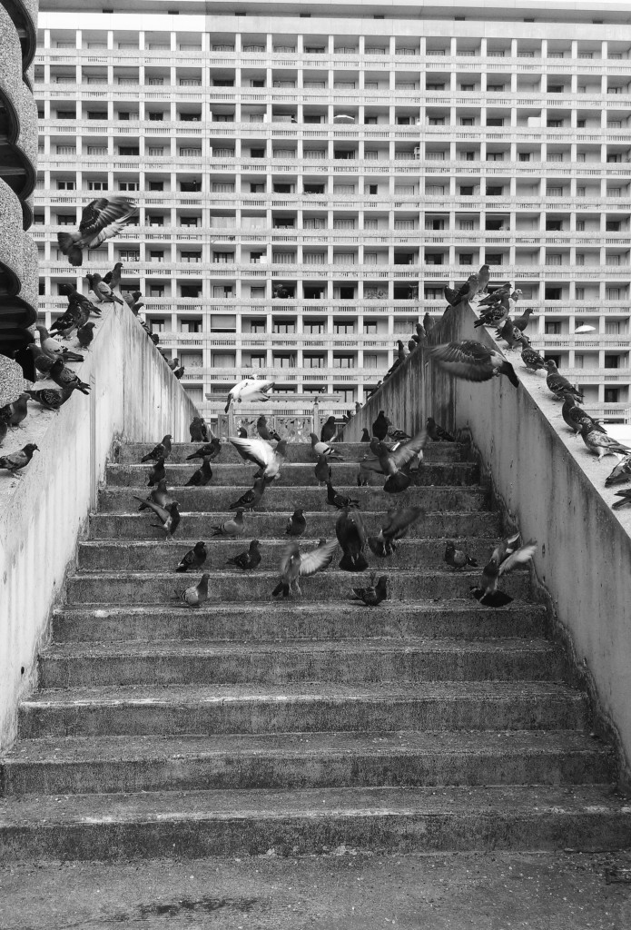 The Birds