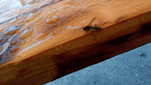 Wet Wasp 1
