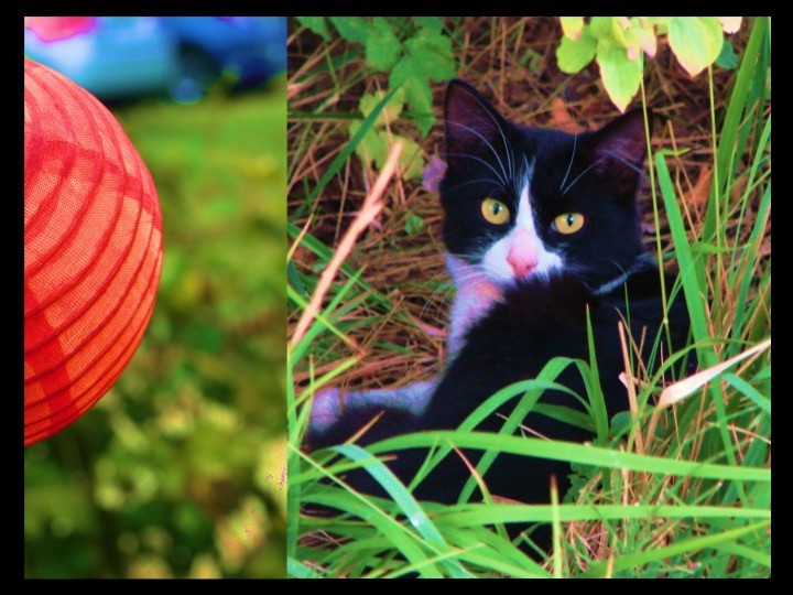 Disturbed Cat