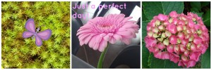 Perfect Day