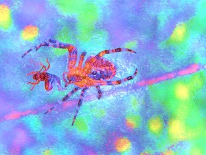 Spider Action