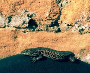 Lizard Model