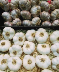 Garlic