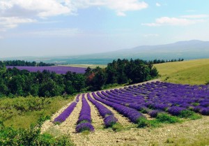 Lavender fields