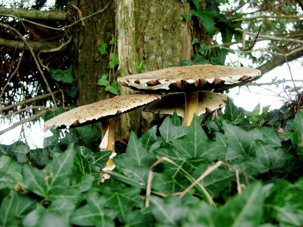 Undergrowth