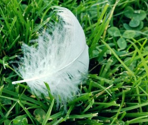 White Feather