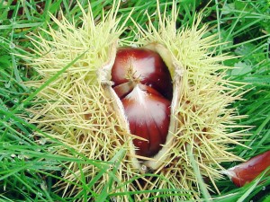 Chestnust