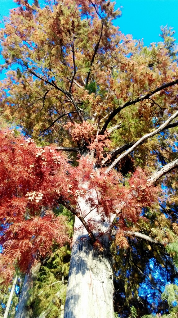 Tree Lovers