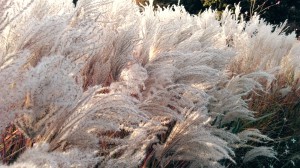 Wind Blow