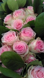 Rose for Paris