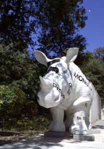 Urban Rhino