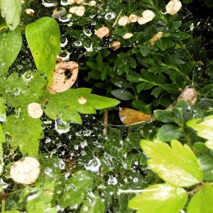Water Story