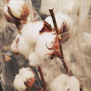 Cotton Wool