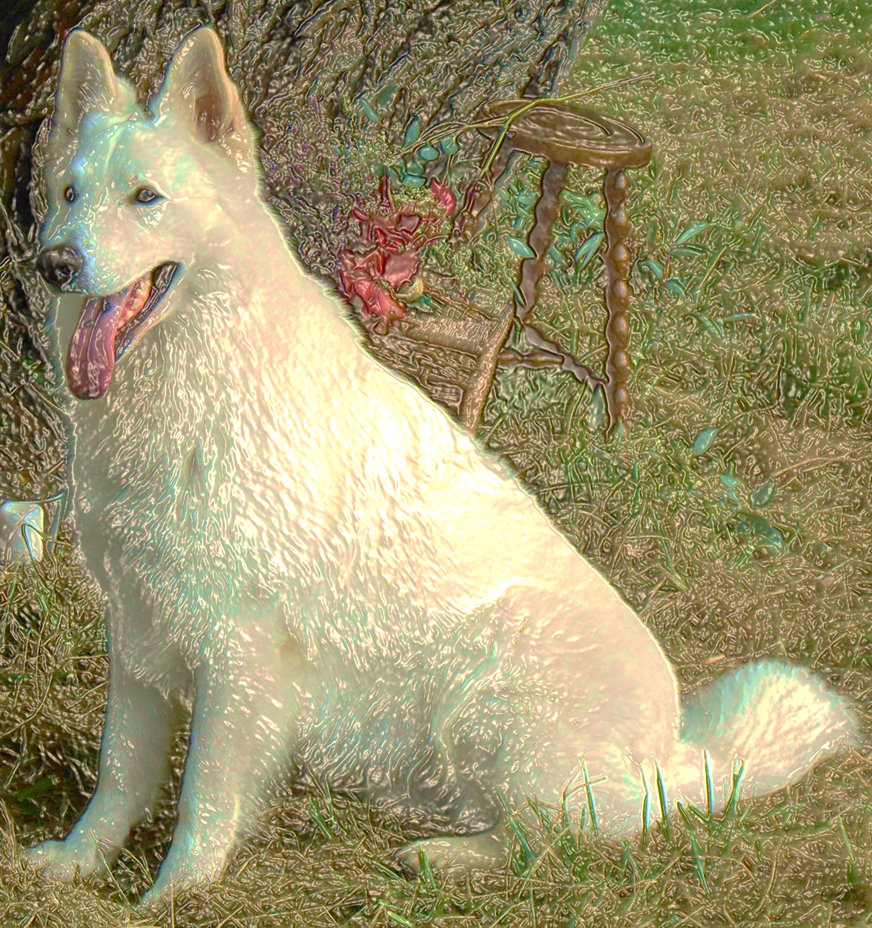 Freezing Dog