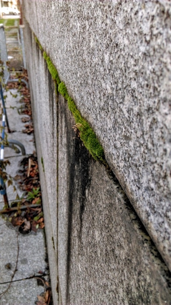 Endless Nature