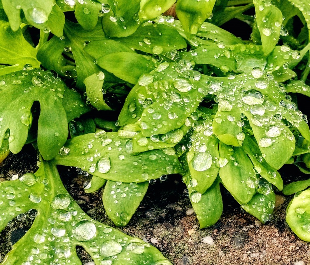 Water Bubbles