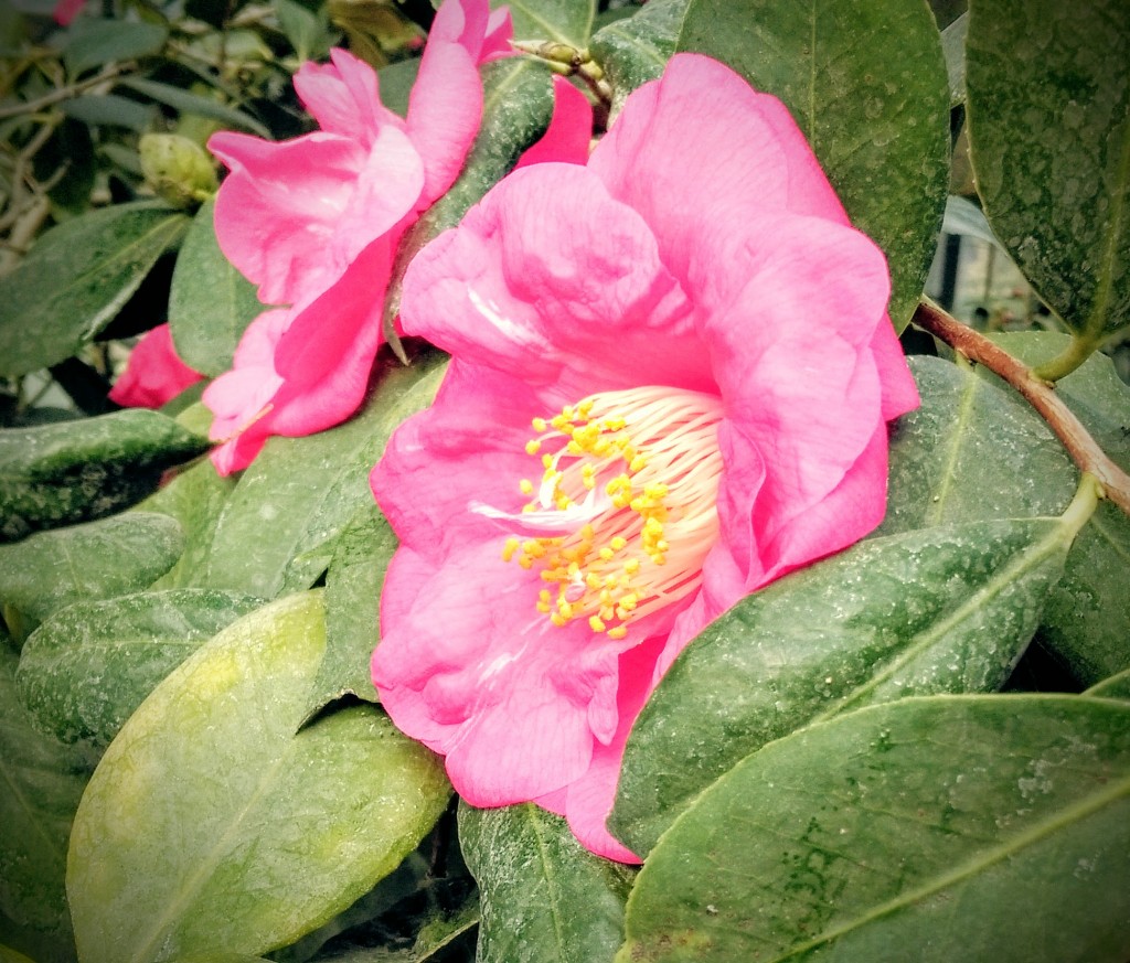 Flower Touch