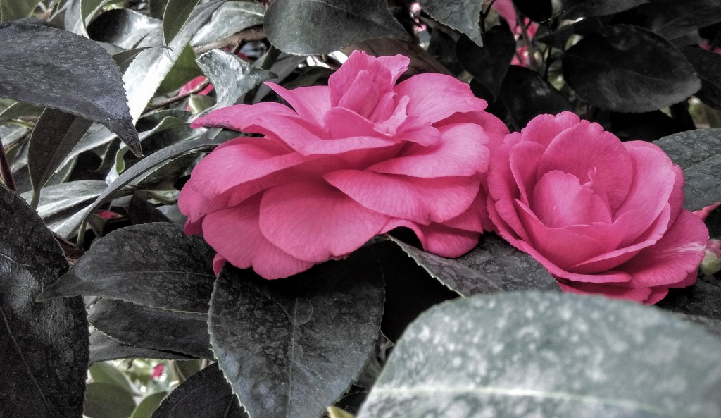 Flower Touch