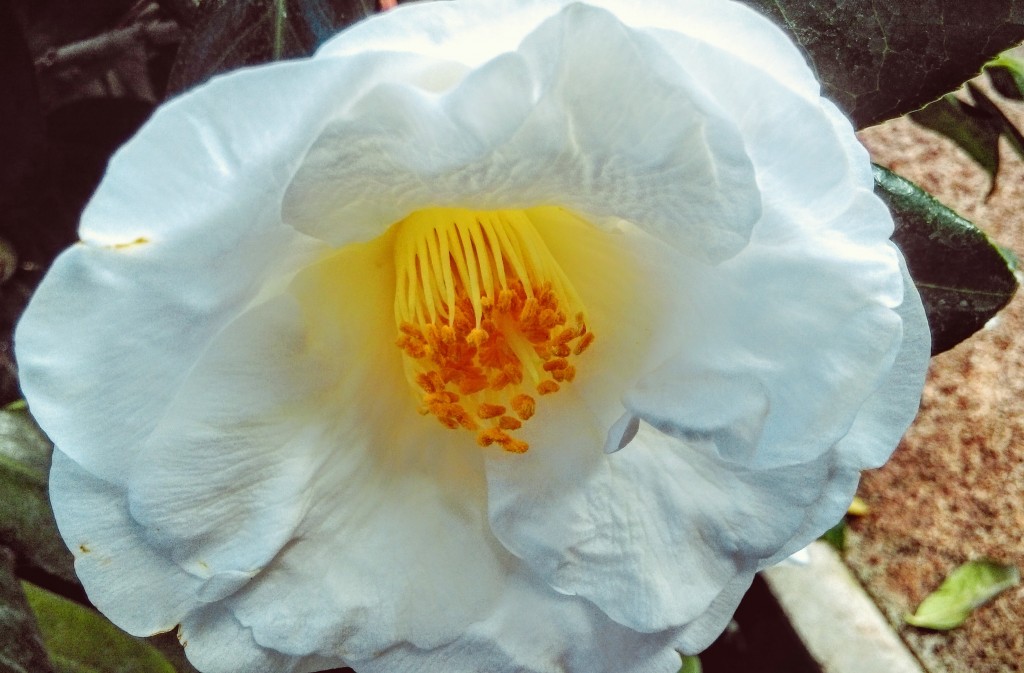 Flower Touch