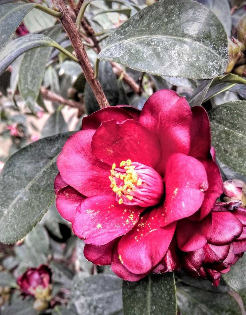 Flower Touch