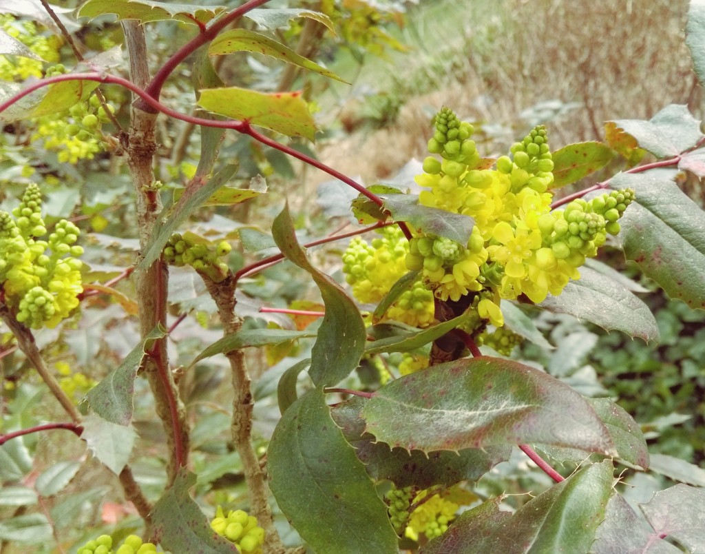 Flower Touch