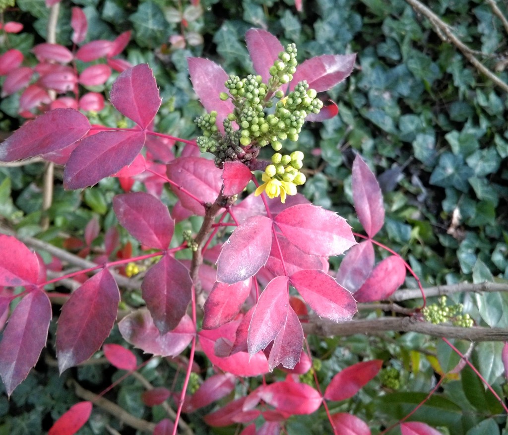 Flower Touch
