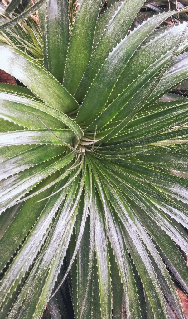 Jungle spirit