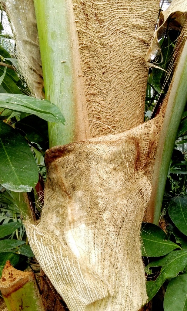 Jungle spirit