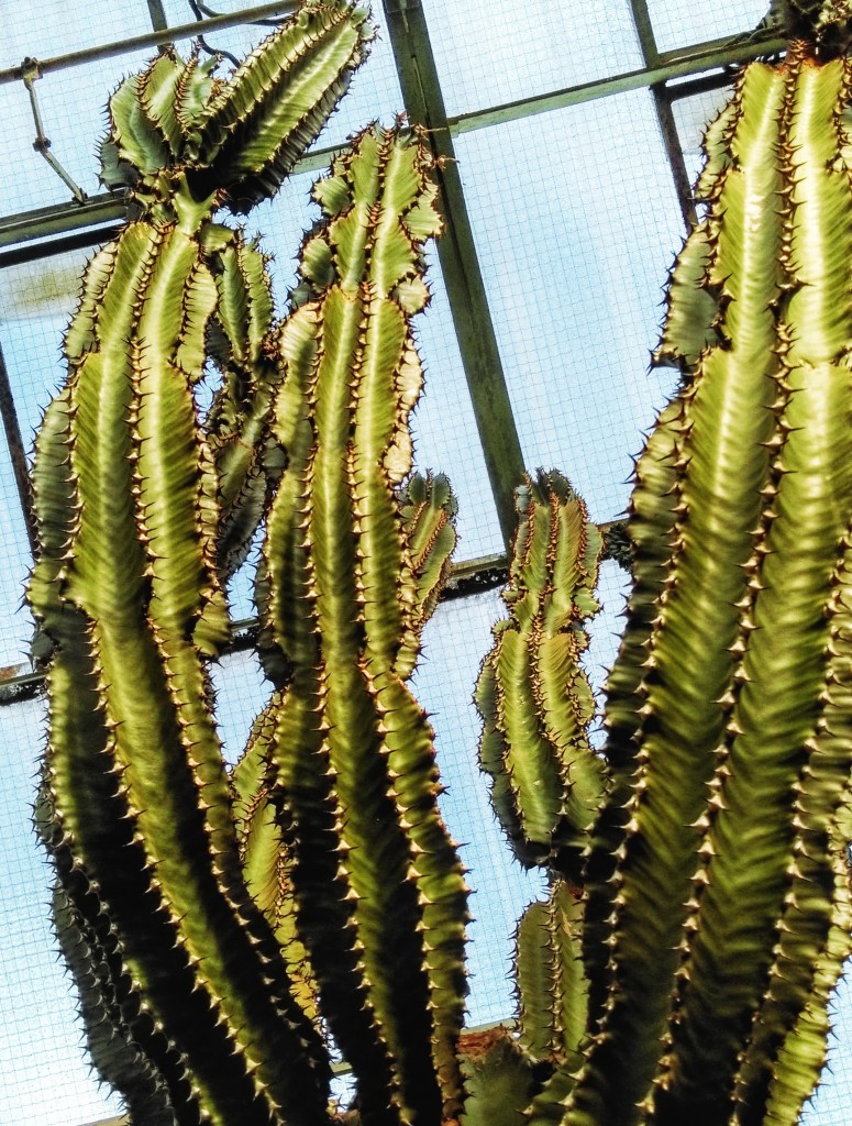 Cactus-self-defence Self Defence