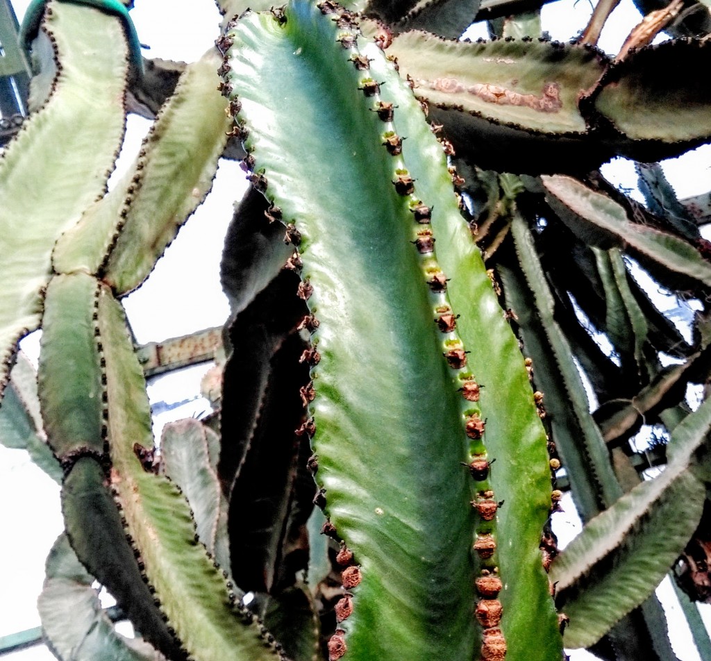 Cactus-self-defence Self Defence