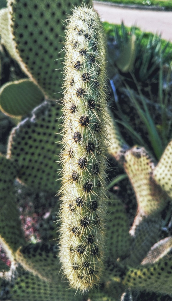 Cactus-self-defence Self Defence