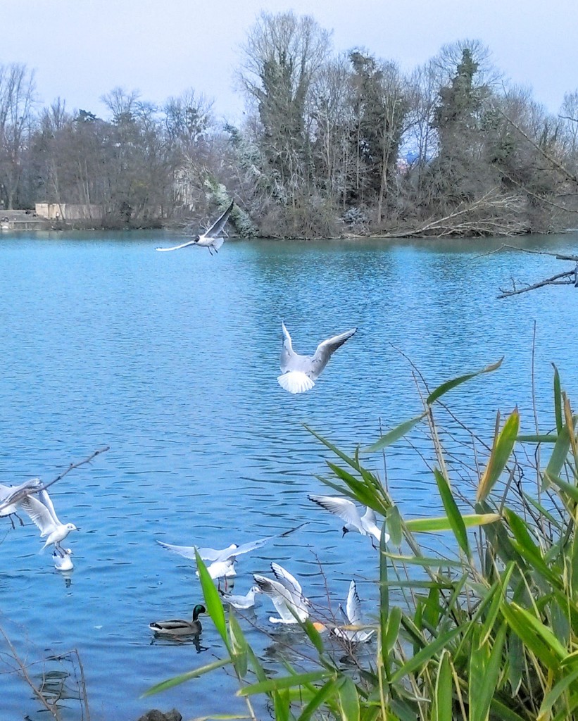 Birds