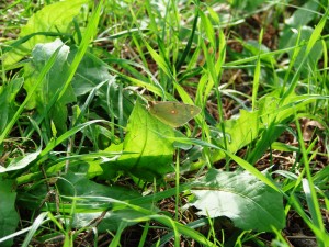 Camouflage