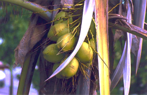 Coconut