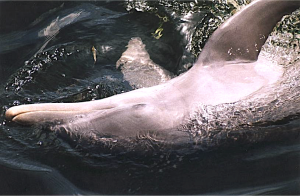 Dolphin Break