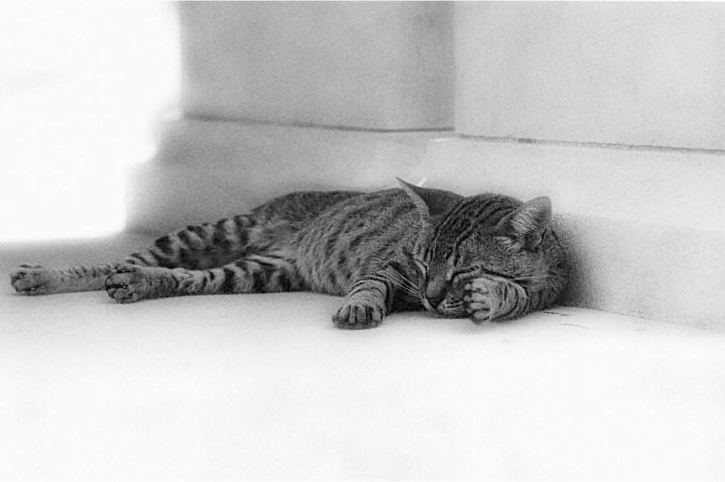 Lucky Cat