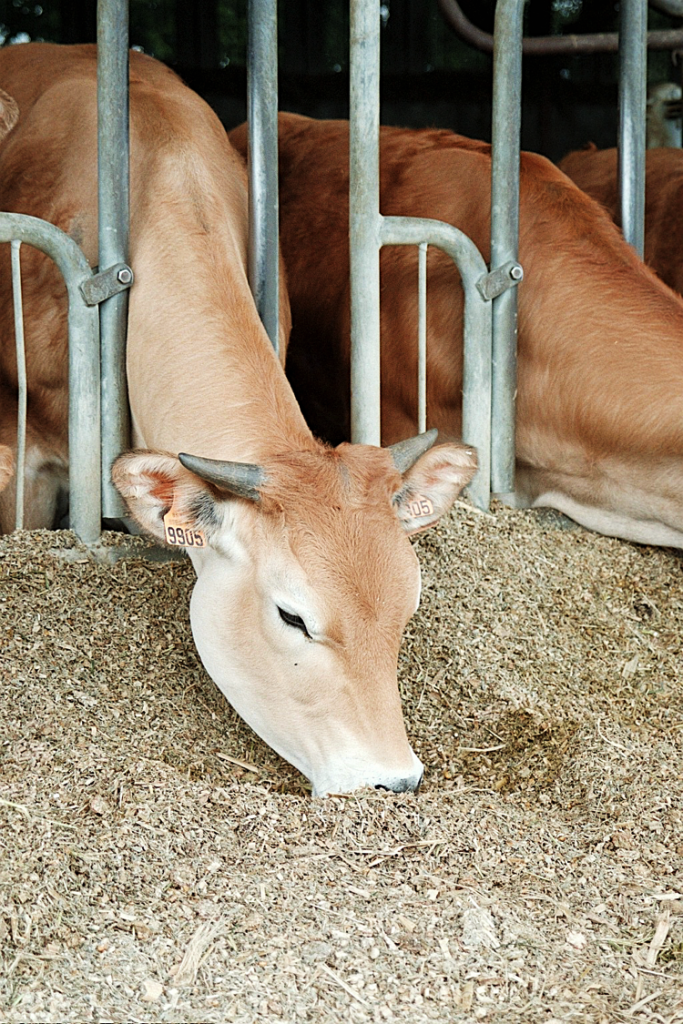 Cow Beauty