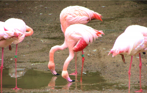 Flamingo