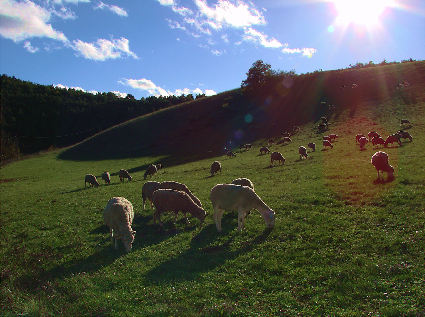 Sheep Land