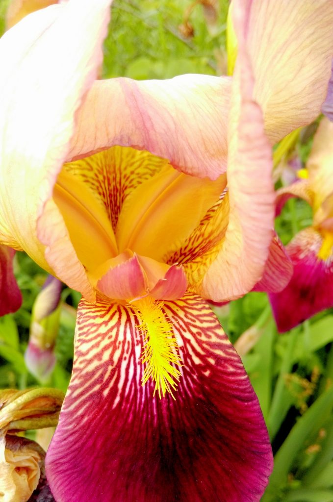 Color of Nature