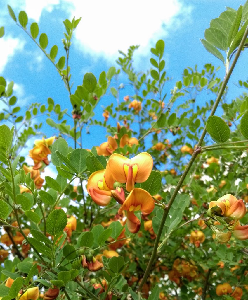 Color of Nature