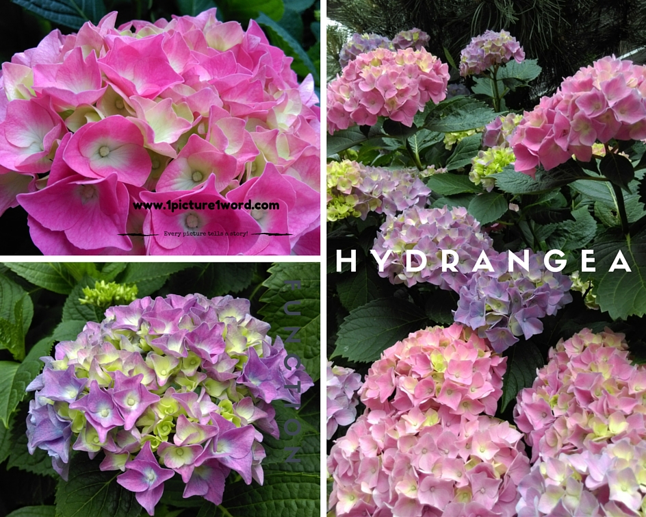 Hydrangea