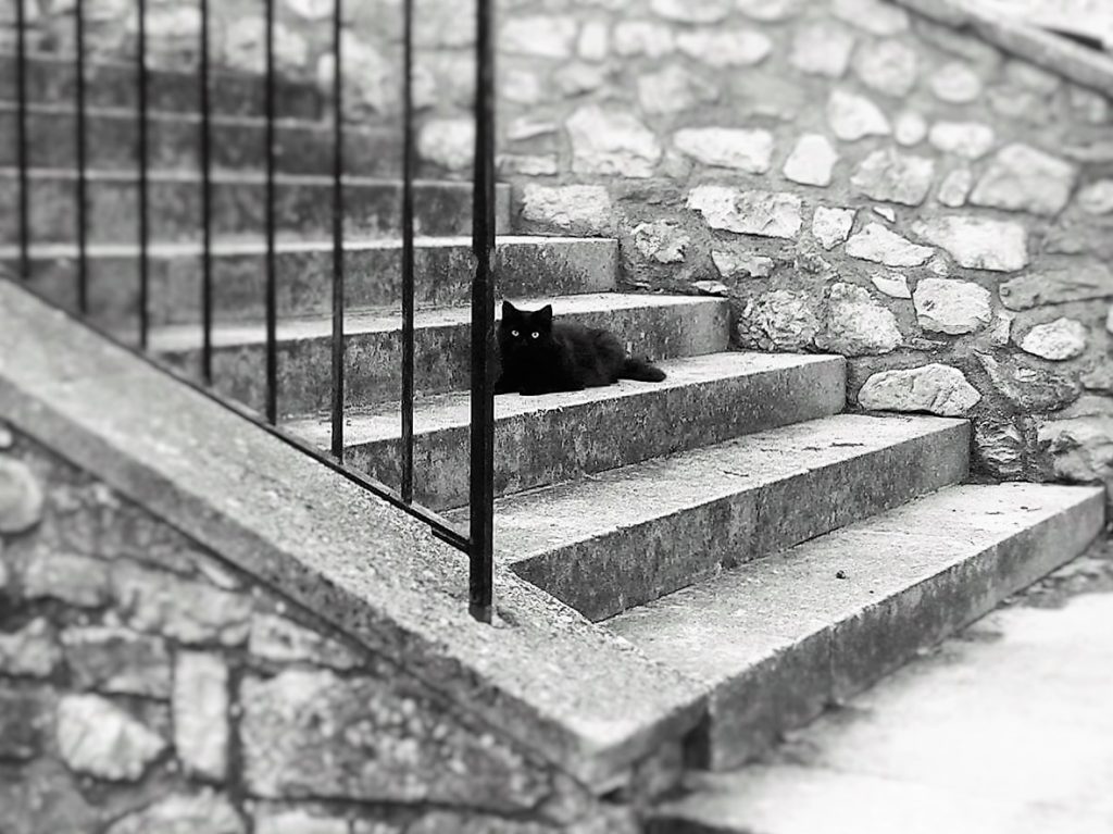 Black Cat