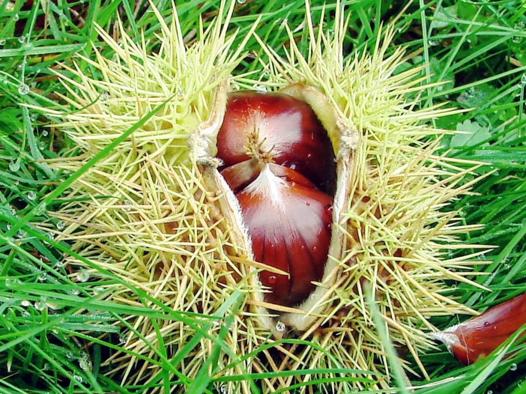 Chesnut