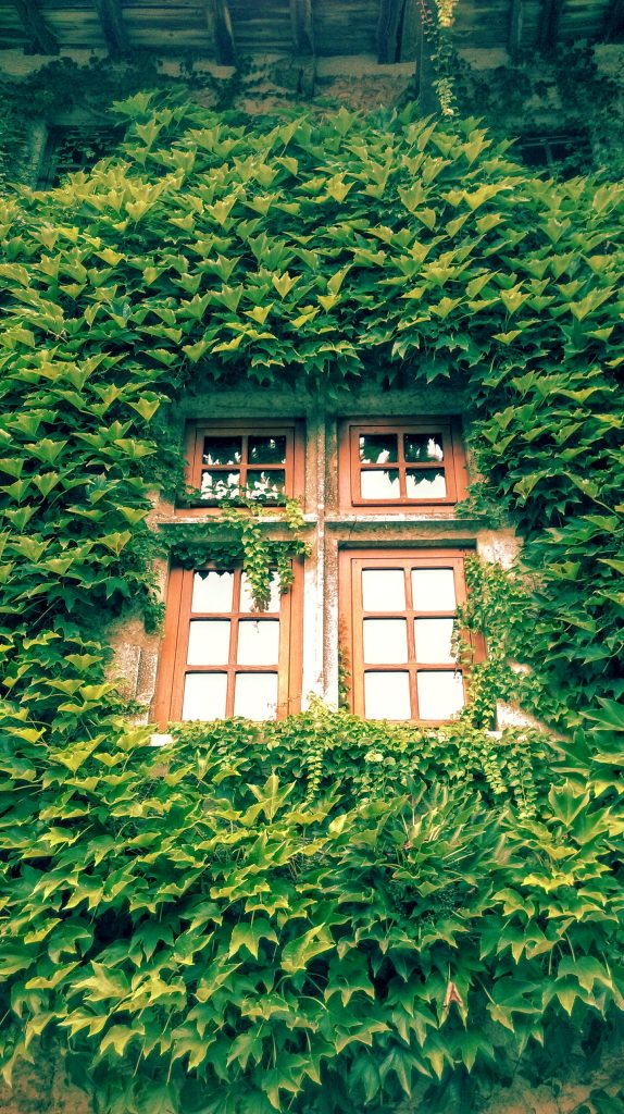 Green window